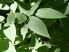 Celtis occidentalis