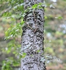 Celtis occidentalis