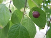 Celtis occidentalis