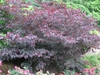 Cercis canadensis 'Forest Pansy'