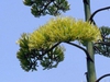 Agave americana