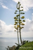 Agave americana