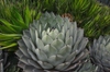 Agave paryi