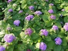 Ageratum houstonianum