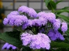 Ageratum houstonianum