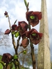 Asimina triloba 'Sunflower'