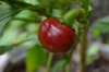 Capsicum annuum