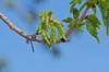 Carya illinoinensis bloom