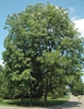 Carya illinoinensis