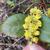 Yellow flowers mid-spring.