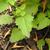 Agastache 'TNAGAPO' Poquito Orange leaves