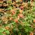 Agastache 'TNAGAPO' Poquito Orange flowers