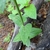 Stem and leaves