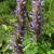 Agastache rugosa