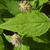 Agastache rugosa