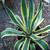 Agave americana