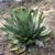 Agave salmiana form