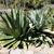 Agave salmiana form