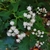 Tiny white flowers in dense clusters and heads.