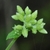 Flower buds