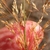 Portion of the inflorescence showing spikelets.