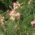 Albizia julibrissin Leaves and Flower