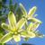 Albuca flower