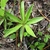 Basal rosette of leaves