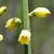 Flower and stem