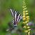 Flower with butterfly