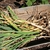 Tray of harvested garlic with roots and leaves attached.