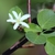 Close up of flower and leaves.