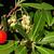 Flowers, leaves, fruit