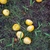 fallen fruits and endocarps in the grass below a palm.