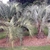 Two short palms with gray, pinnate, arching leaves.