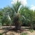 Solitary thick-trunked palm with arching pinnate leaves.