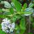 Ceanothus thyrsiflorus