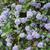 Ceanothus thyrsiflorus