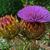 Cynara cardunculus bud and inflorescence