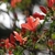 Rhododendron kaempferi