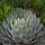 Agave paryi