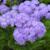 Ageratum houstonianum 'Blue Horizon'  flowers