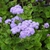 Ageratum houstonianum 'Blue Horizon'