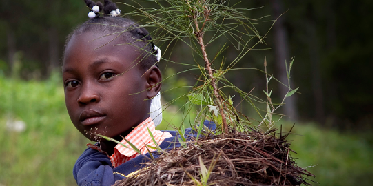 Une jeune fille transporte un jeune plant de pin. Pour commémorer la Journée internationale de l’environnement (tous les ans, le 5 juin), des centaines d’écoliers haïtiens participent à une campagne de plantation d’arbres dans une forêt de pins, l’une des dernières d’Haïti, située à quatre heures de route de Port-au-Prince. La forêt, autrefois magnifique, a été appauvrie aux fins de la production de charbon et pour faire place à des terres agricoles. Le 17 juin 2011. Haïti.