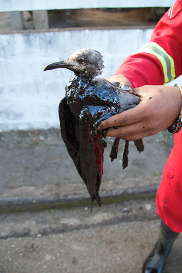 Bird coated in oil during Petrotrin oil spill on the Caribbean island of Trinidad. Photo by: Marc de Verteuil.