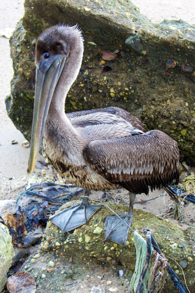 Pelican impacted by the oil spill. Photo by: Marc de Verteuil. 