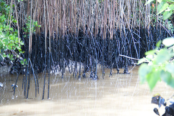 Mangroves stricken by the oil spill. Photo by: Marc de Verteuil. 