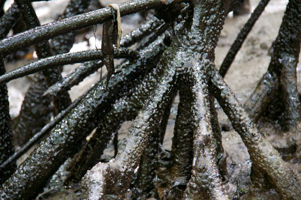 Mangrove roots smothered in oil. Photo by: Marc de Verteuil. 