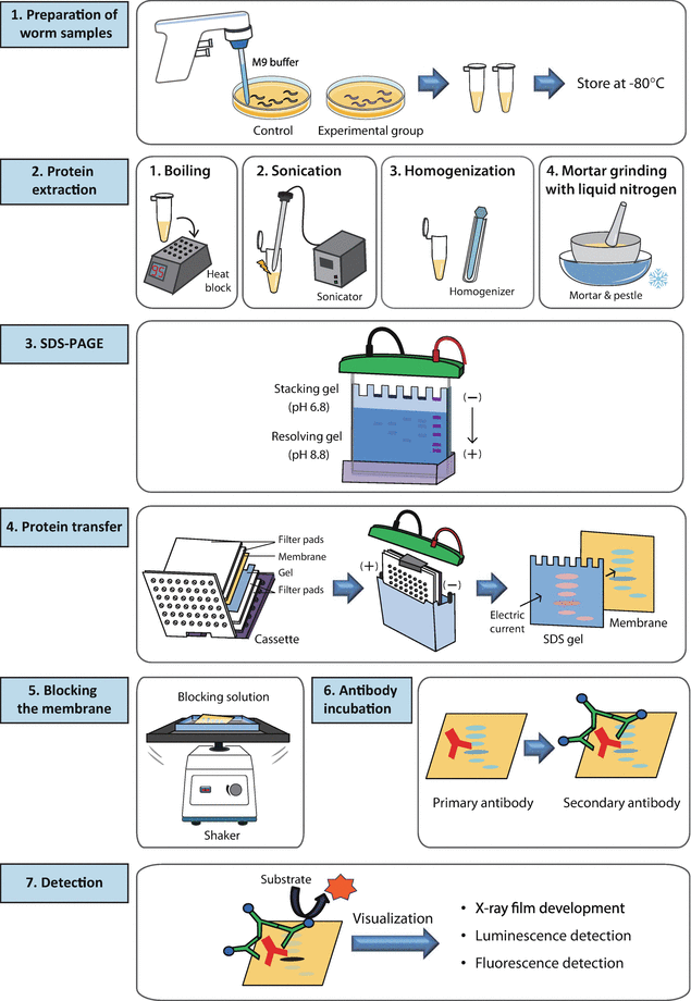 ᐅ western blot funktionsweise, western blot anleitung – Domykinsdy