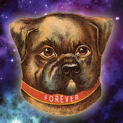 Forever Dog Podcast